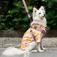Nunbell Dog Collar with Body Harness and Leash Set
