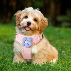 Nunbell Dog Puppy & cat Harness and Lesh