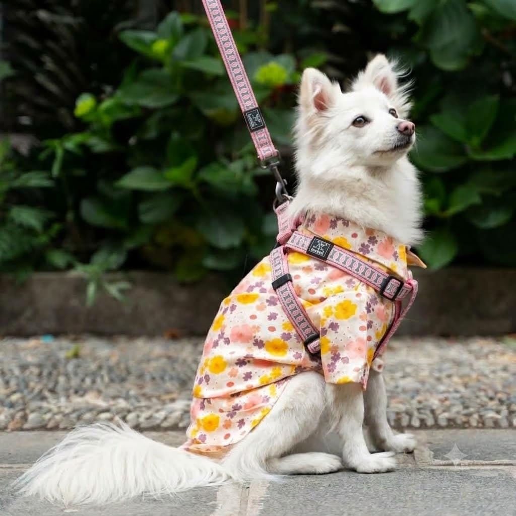 Nunbell Dog Collar with Body Harness and Leash Set