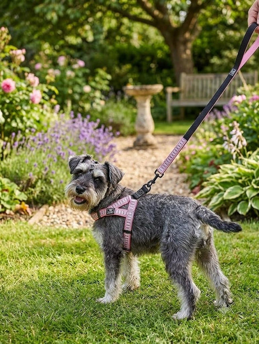Nunbell Dog Collar with Body Harness and Leash Set
