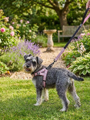 Nunbell Dog Collar with Body Harness and Leash Set